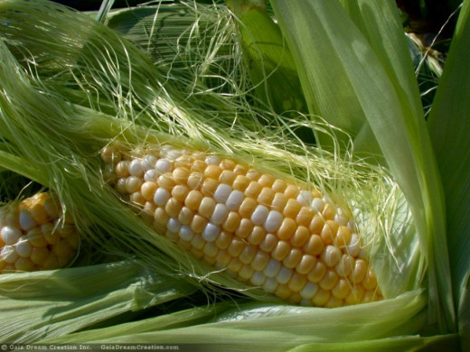 338154 (a): :1024x768